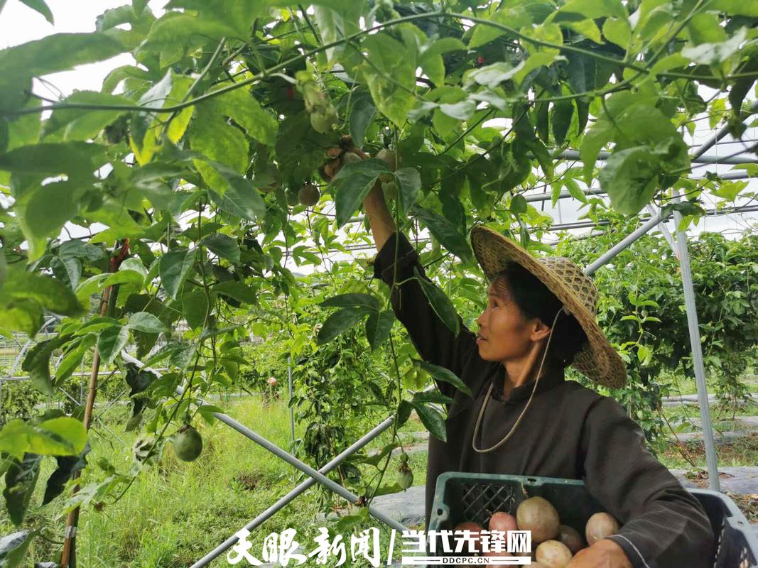 罗甸县茂井镇兰西村百香果种植基地,当地农民正在采摘百香果.
