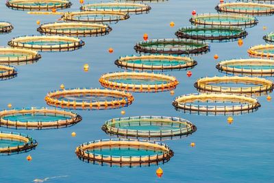 联合国粮农组织最新报告:水产养殖鱼类产量增加