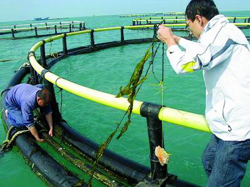 海南省水产研究所开展海带新品种养殖试验