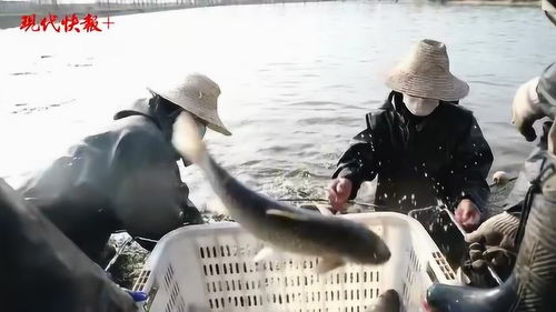 最快30分钟 花式 活鱼游上武汉市民餐桌